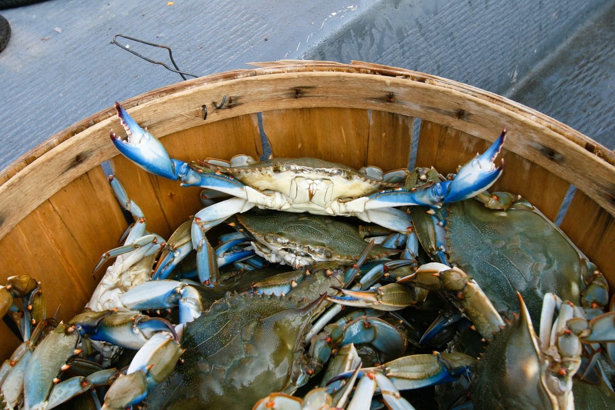 All About Maryland Blue Crabs Food So Good Mall
